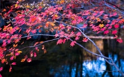 干露露苏紫紫全套